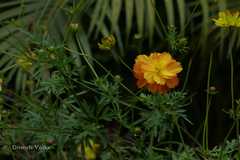 Cosmos sulphureus